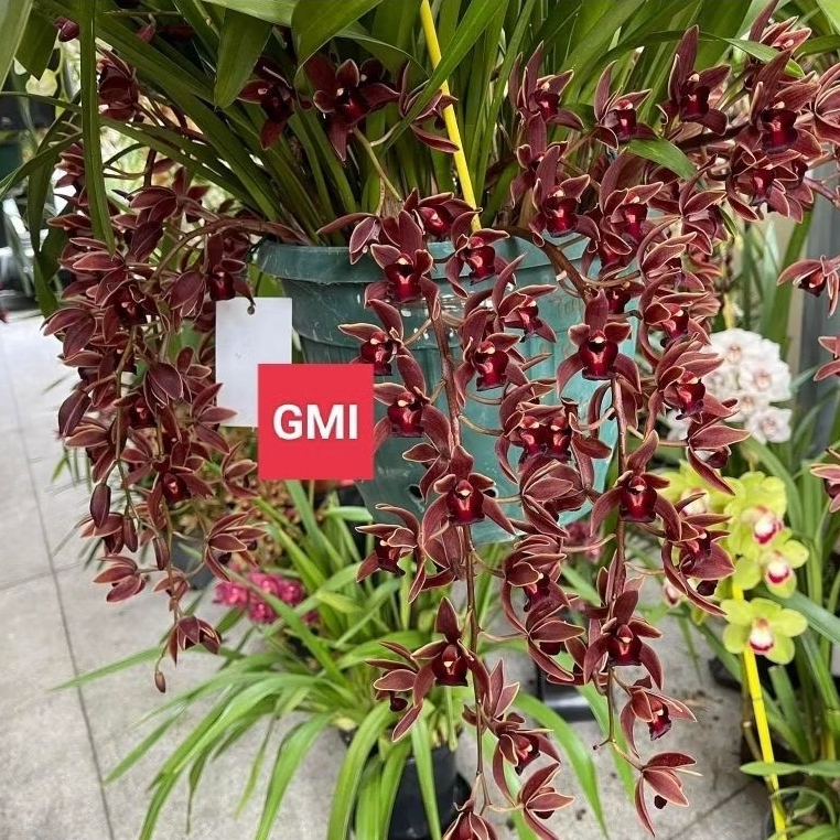 Anggrek Tanah Cymbidium wangi ( florist eye )