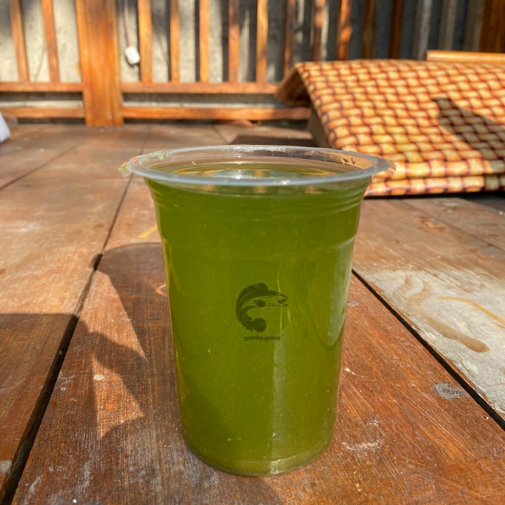 Chlorella/Klorela Starter Green Water Pakan Kutu Air Daphnia Moina