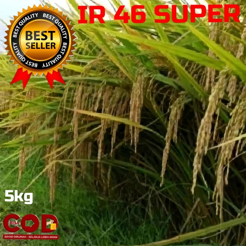 BENIH BIBIT PADI IR 46 SUPER BERKUALITAS UNGGUL KEMASAN 5 KG