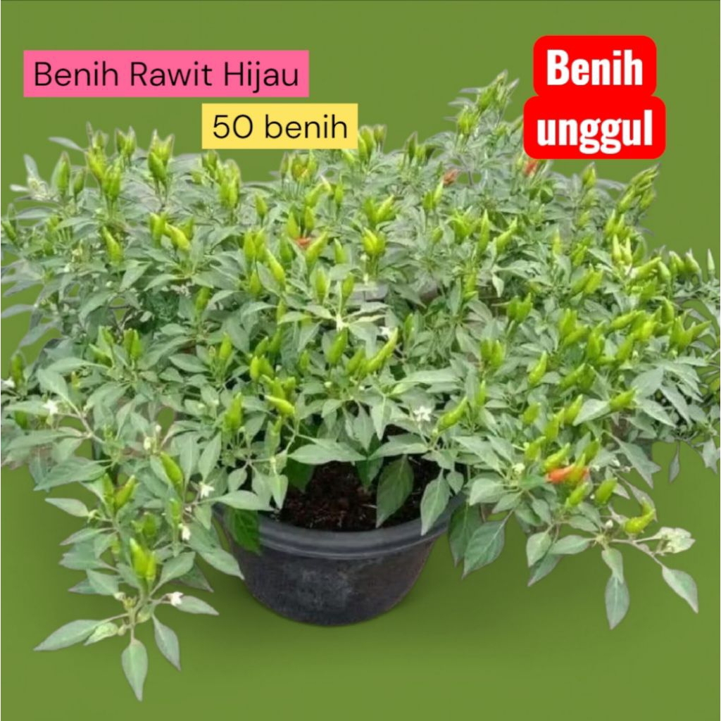 Benih Cabe Rawit Hijau Super (50 bibit)