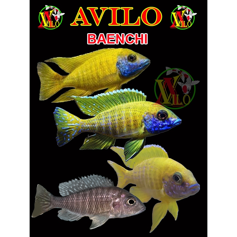 ojek ikan hias afrika yellow baenchi baenschi siklid siklit ciclid size kecil belum ada warna