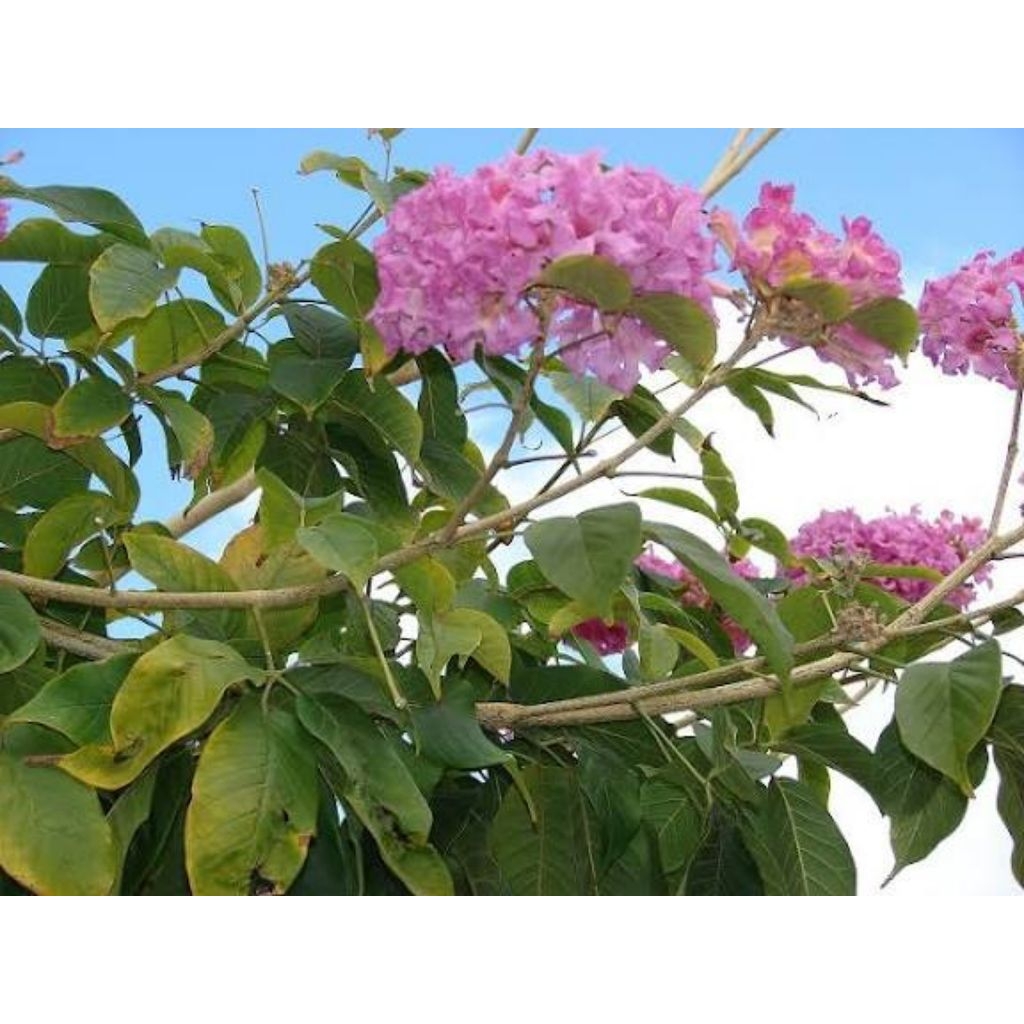 BUNGA TABEBUYA PINK-TANAMAN HIAS TABEBUYA PINK