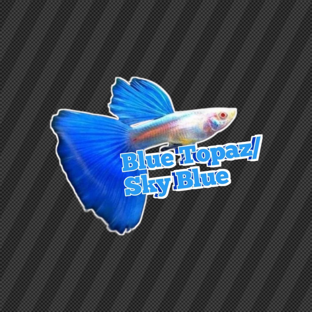 Sticker Guppy Blue Topaz