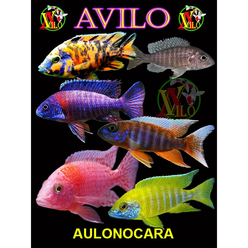 ojek PAKET 10 - 30  ikan AULONOCARA afrika siklid siklit ciclid UKURAN kecil ( belum ada warna )