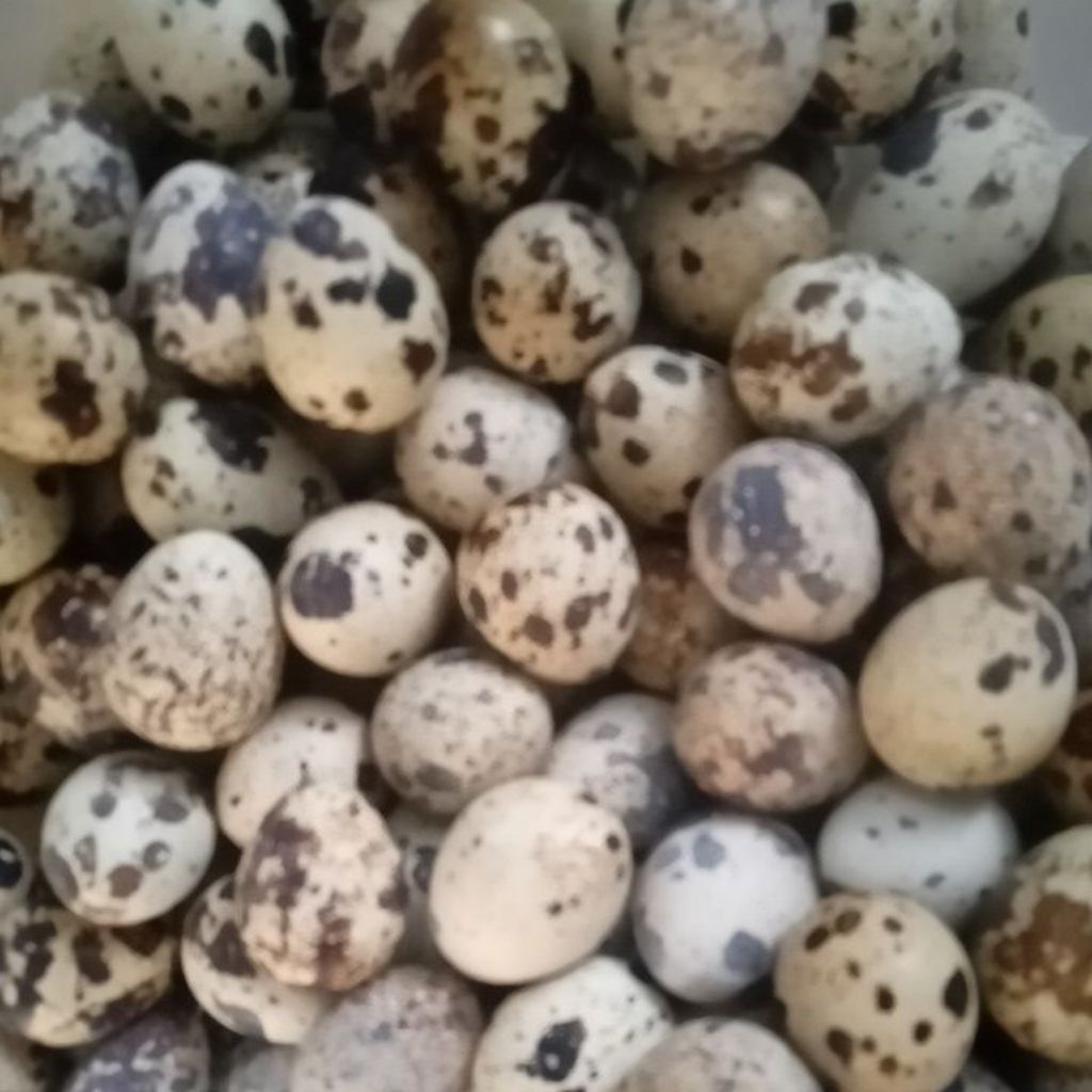 telur puyuh fertil gps