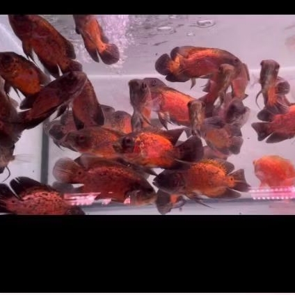 OSCAR PARIS RED UKURAN 5-7 CM