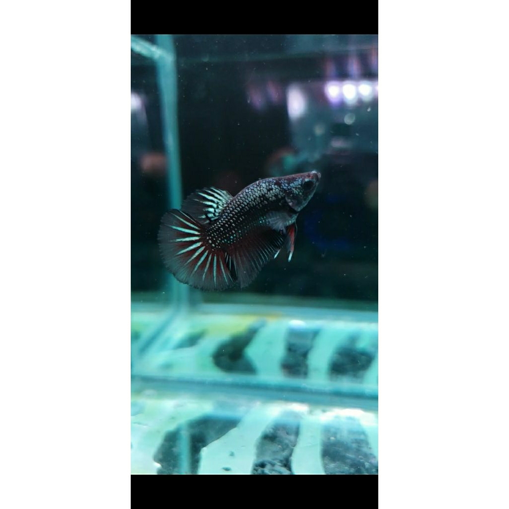 Ikan Cupang HMPK Black cooper Short Body/Bonsai Real Pict