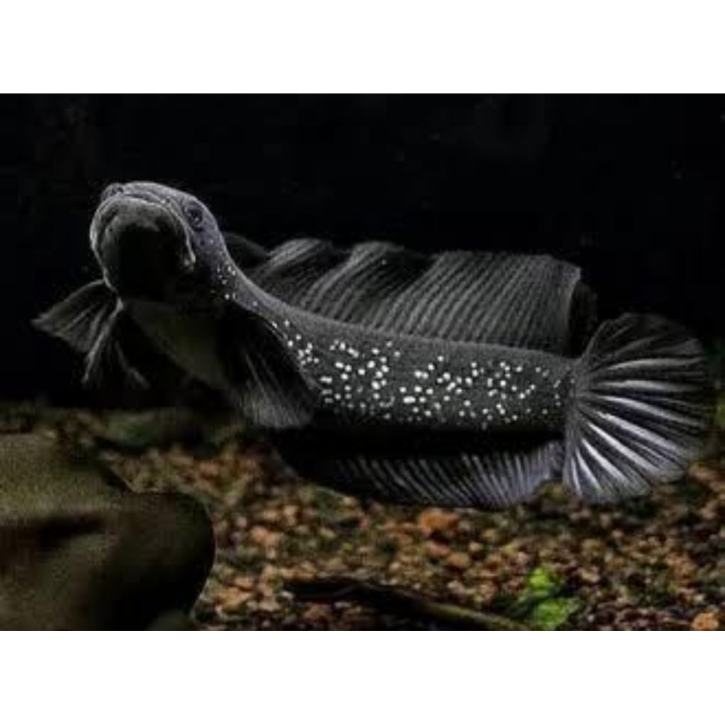 stiker channa ASIATICA WS 10-13CM  BAHAN HIGH FIN/FULL MUTIARA