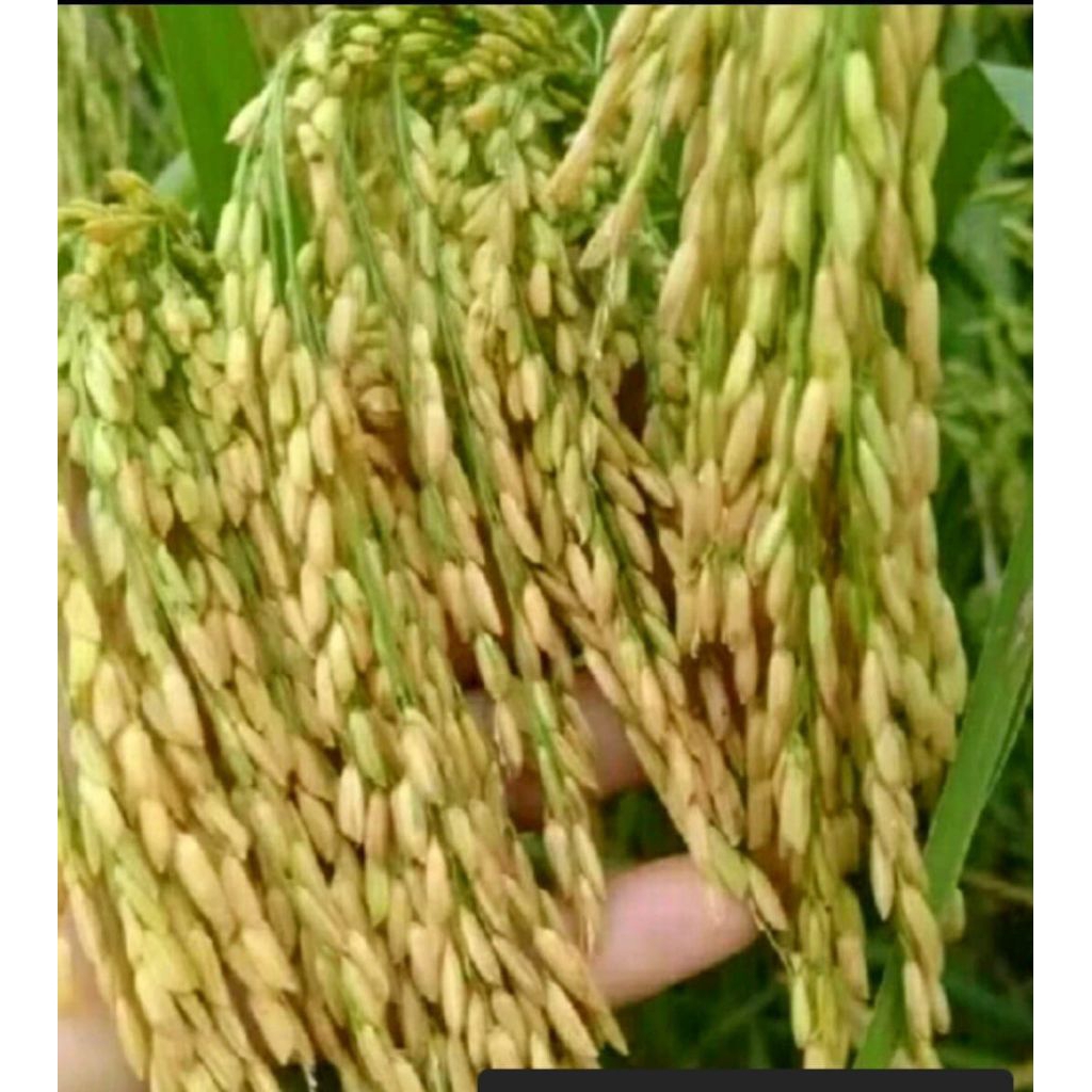 Benih bibit padi IR.64. berkualitas berbobot 1kg