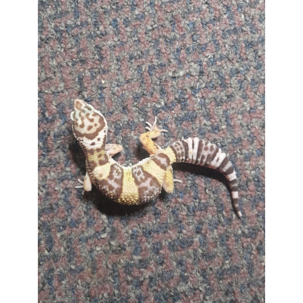 display gecko black night cross bisa berjalan