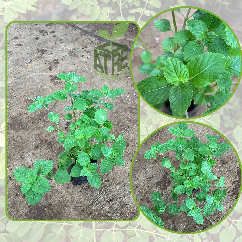 Bibit Tanaman Cincau Hitam Daun Cincau Hitam Tanaman Daun Janggelan