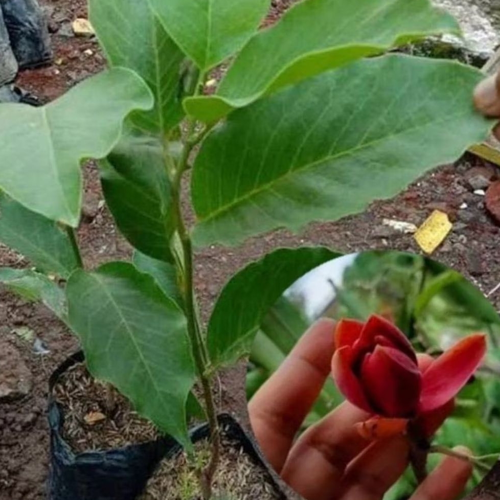 Pohon kantil bunga merah / Tanaman bunga kantil merah