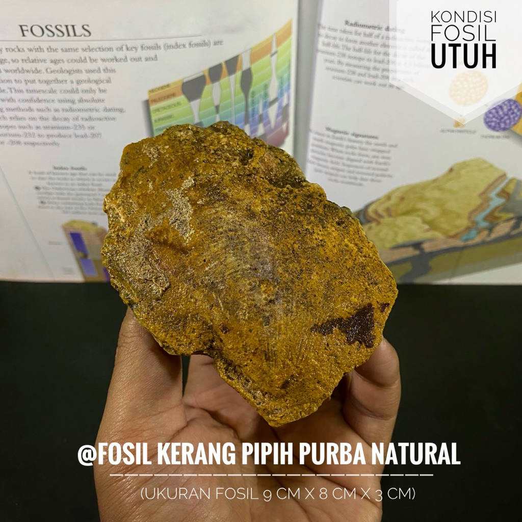 Fosil Kerang Pipih Purba Natural B50 atau Fossil Bivalvia atau Fosil Kijing atau Fosil Keong atau Fo