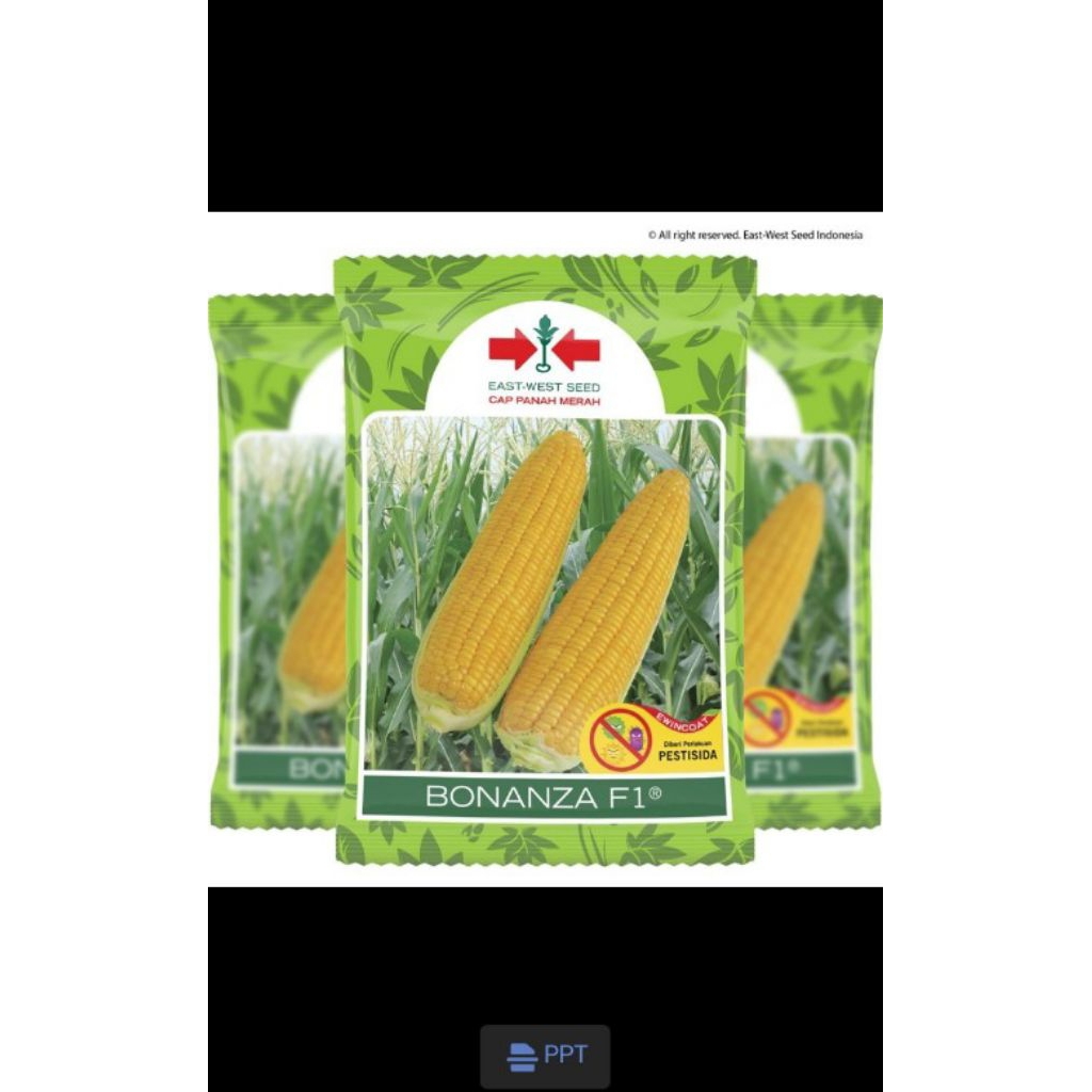 bibit jagung manis
