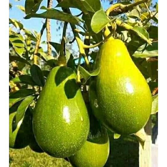 Bibit pohon buah Alpukat Aligator