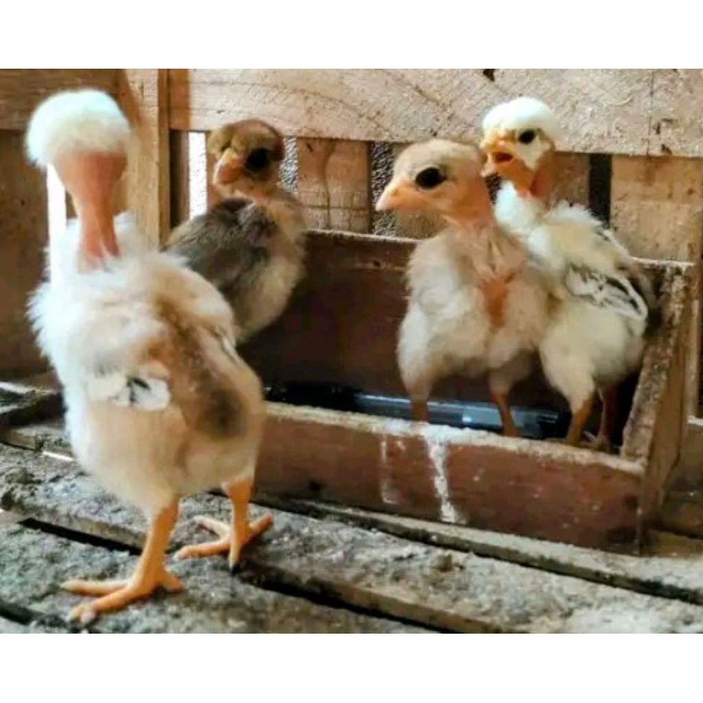 Anak ayam saigon 3 hingga 1bulan