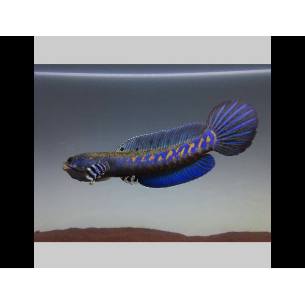 Channa blue pulchra 11-13cm