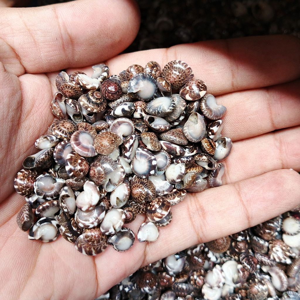 Cangkang kerang mata - kerang hias - kerang pasir - kerang lembut - kerang manik-manik - kerang kera