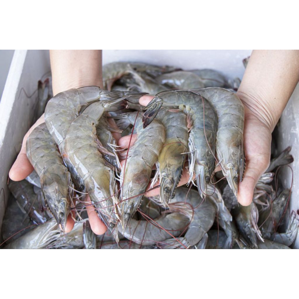 Udang segar 250 gram sayur bandung