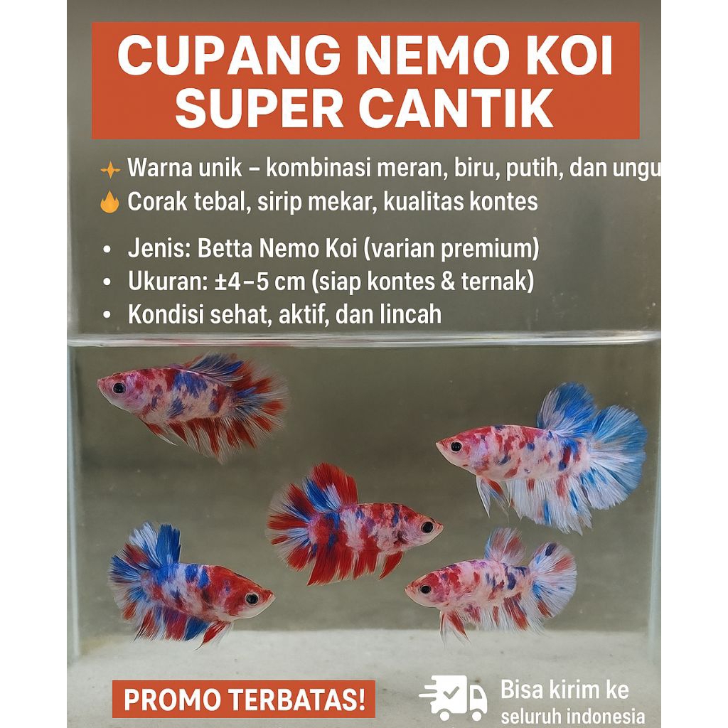cupang Halfmoon Nemo Koi multi colour hiasan kamar