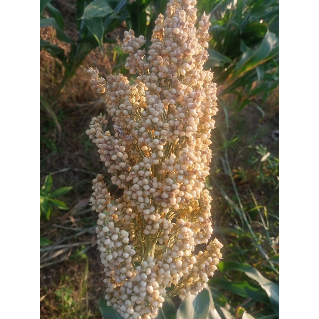 sorgum putih super( bioguma) 500g