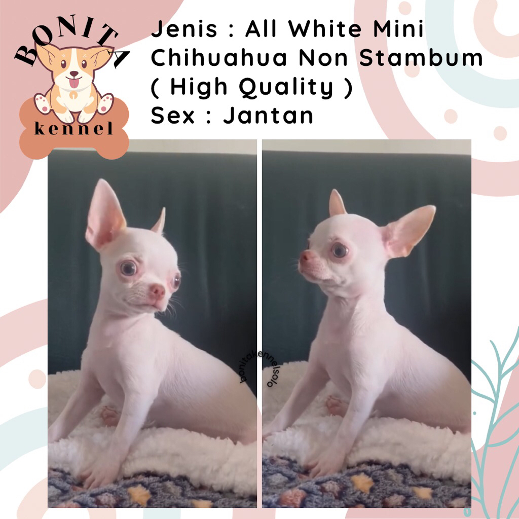Tea Cup Chihuahua Non Stambum Anak Anjing CHH Chihuahuaua Jantan Betina
