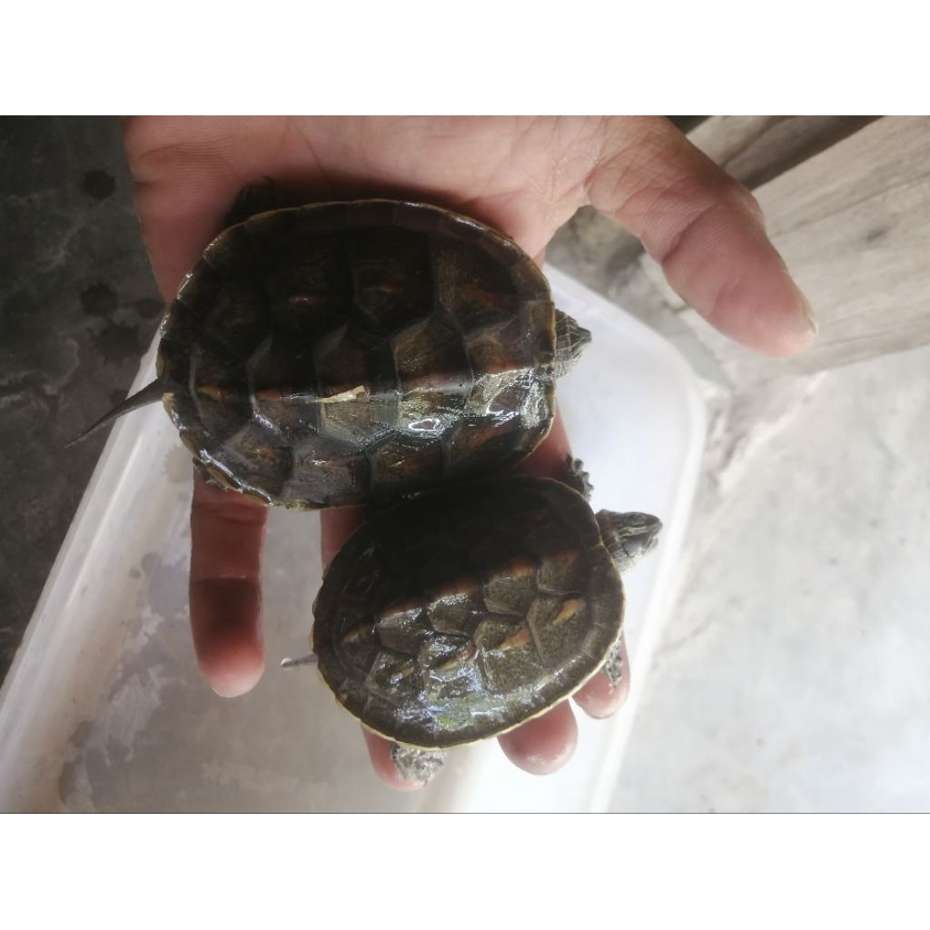 Miniatur Hiasan Aquarium Ocadia Sinensis Juvenil