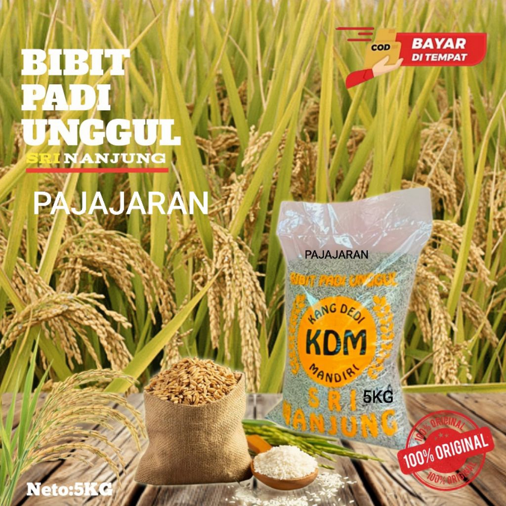 BENIH PADI TERBARU PADJAJARAN 5 kg PADI TERBARU