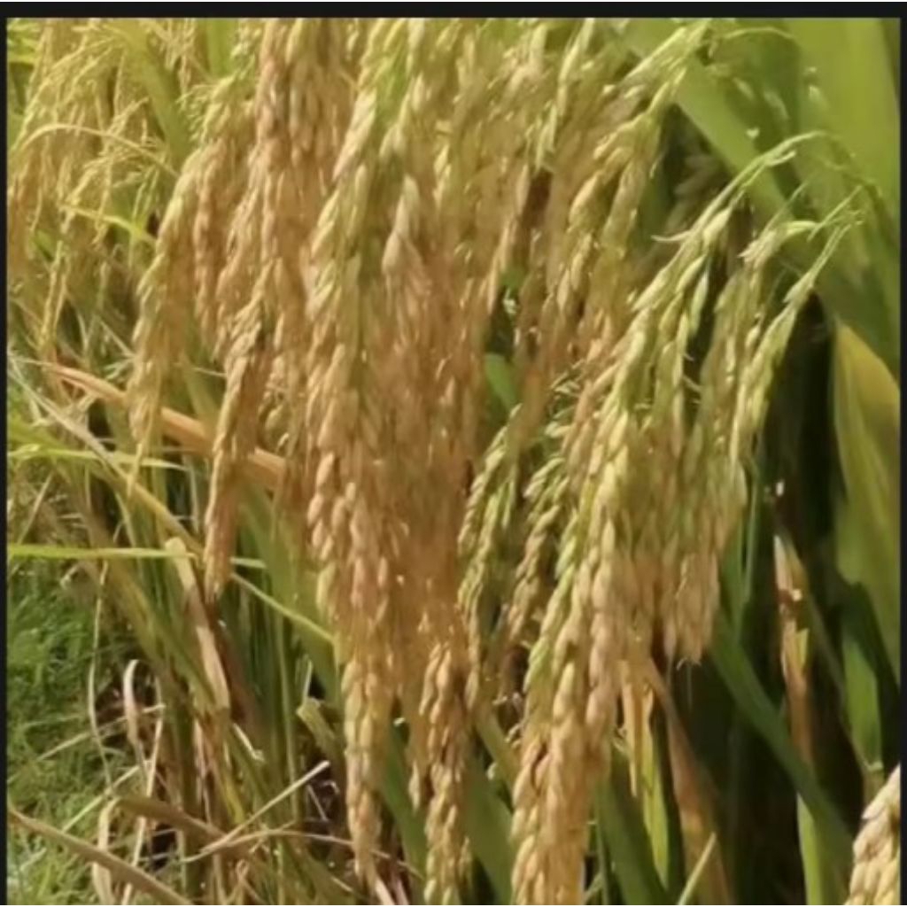 benih padi 2 tongkol kemasan 5kg kualitas unggul