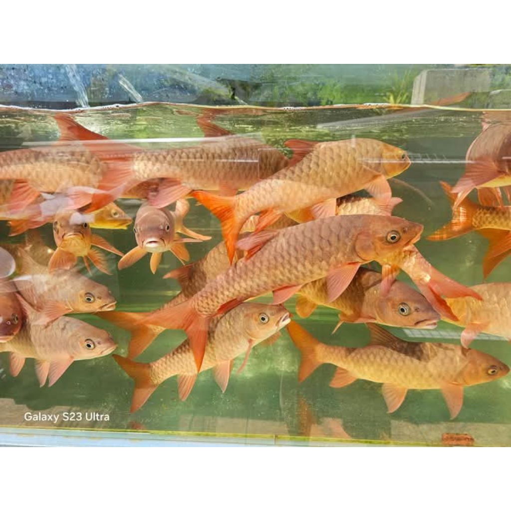 Kelah bara merah malaysia kualitas A++