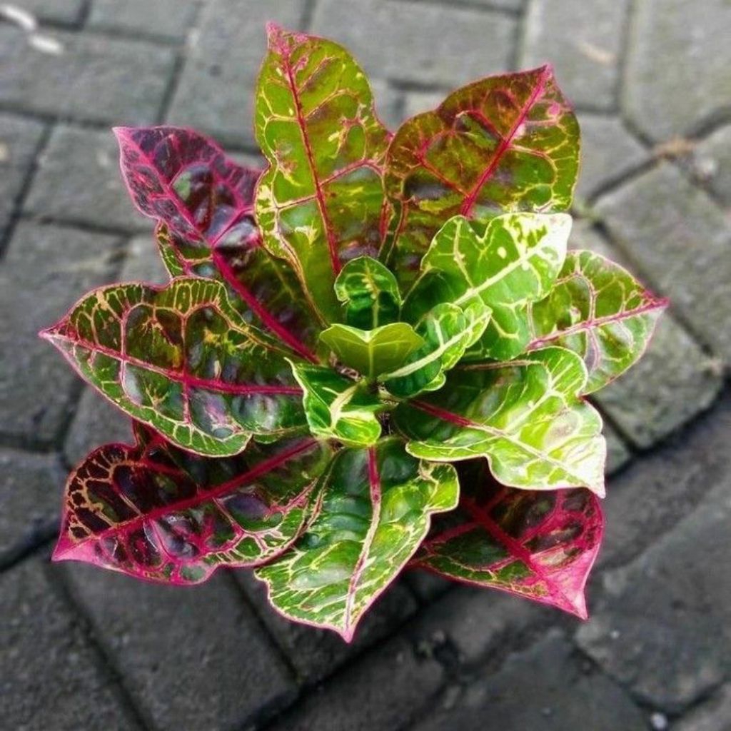 Tanaman hias puring kura - Puring kura kura