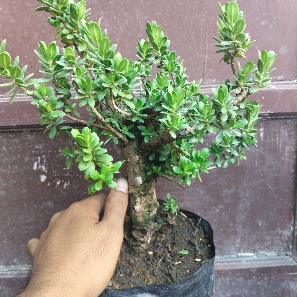 (sesuai gambar) Santigi mawar super