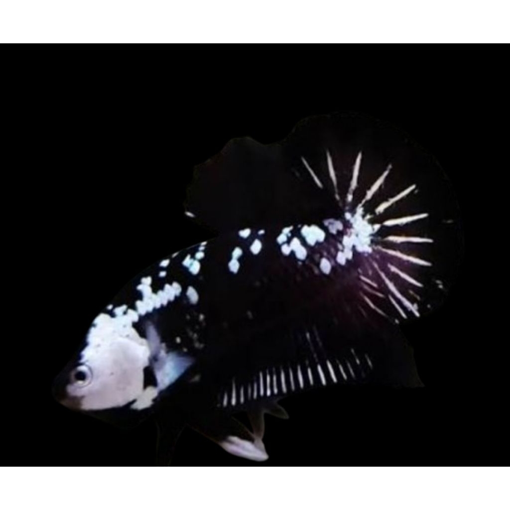 cupang black mamba venom