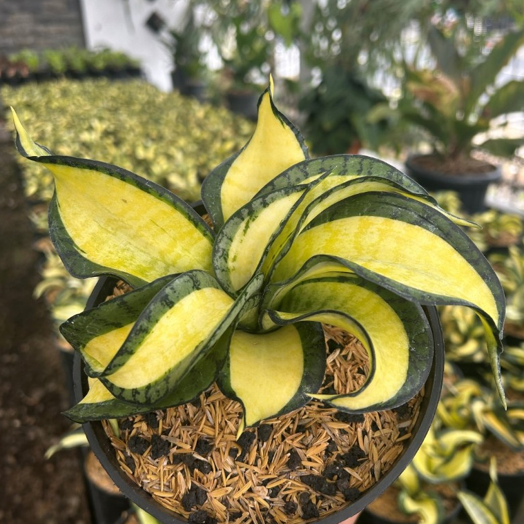 Tanaman Hias Sanseviera Golden Wendys| Tanaman Lidah Mertua| Wendys| Sanseviera