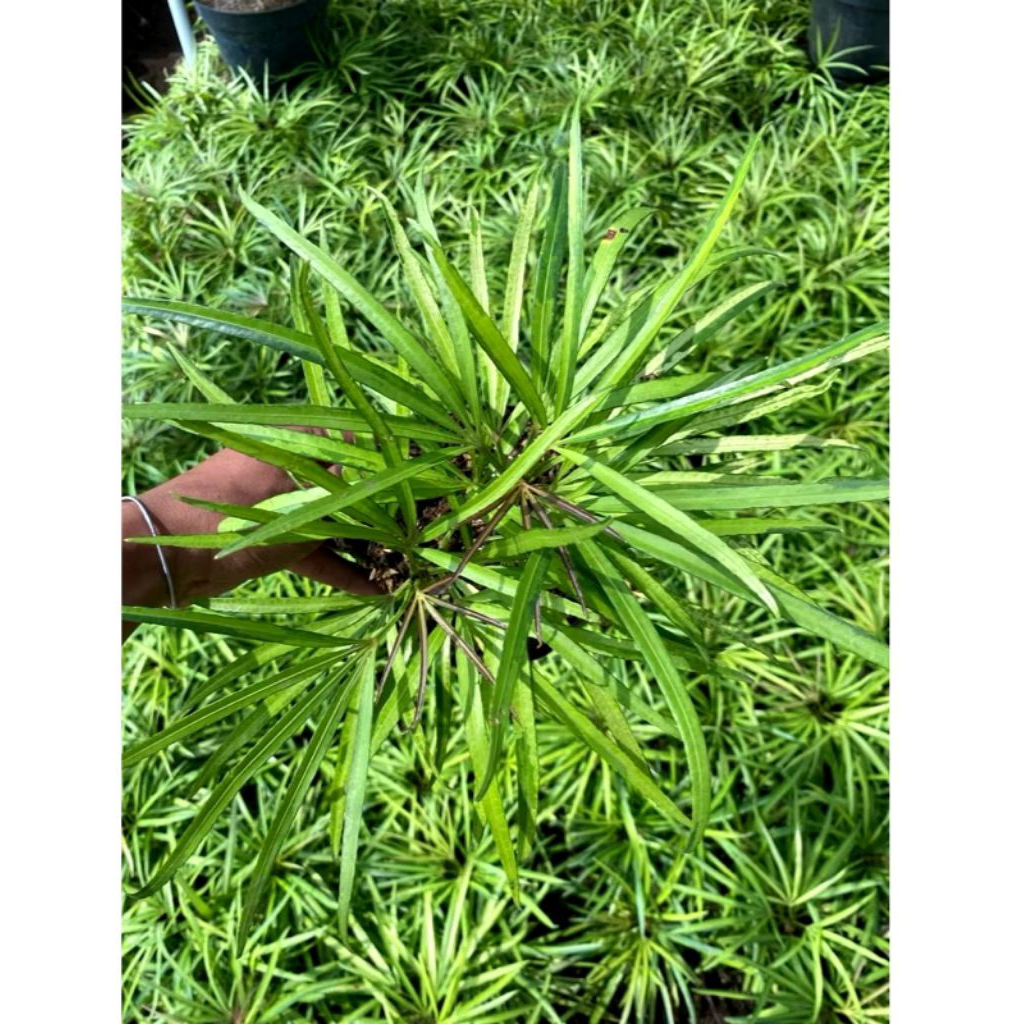 tanaman Aralia/Ararea Kuning Termurah - Tanaman Kaki Laba Laba - Tanaman Hidup Sudah Berakar