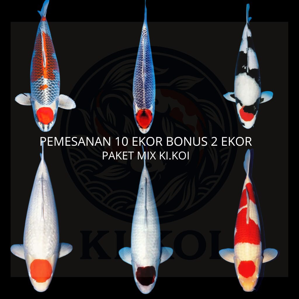 hiasan aqurium tancho kohaku grade a