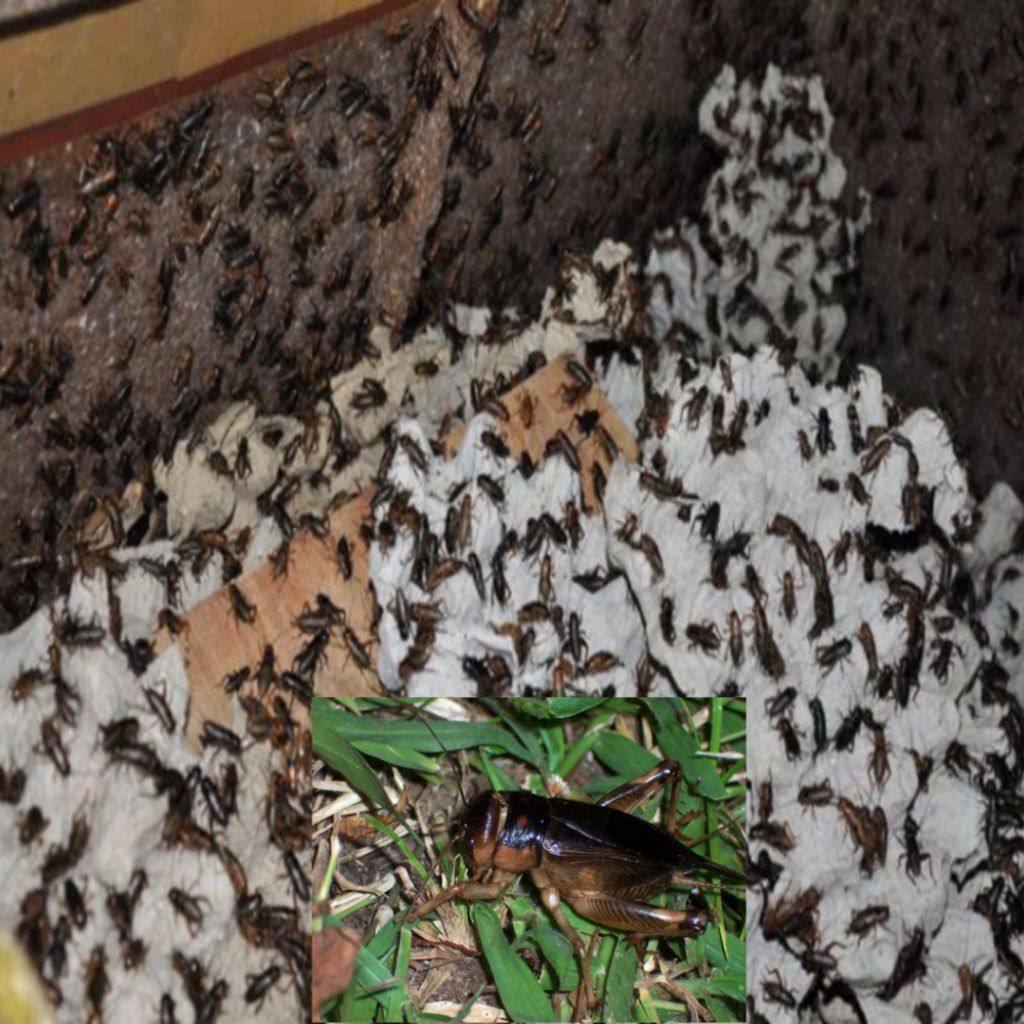 Jangkrik | jangkrik hidup | 1 pcs 100 grm