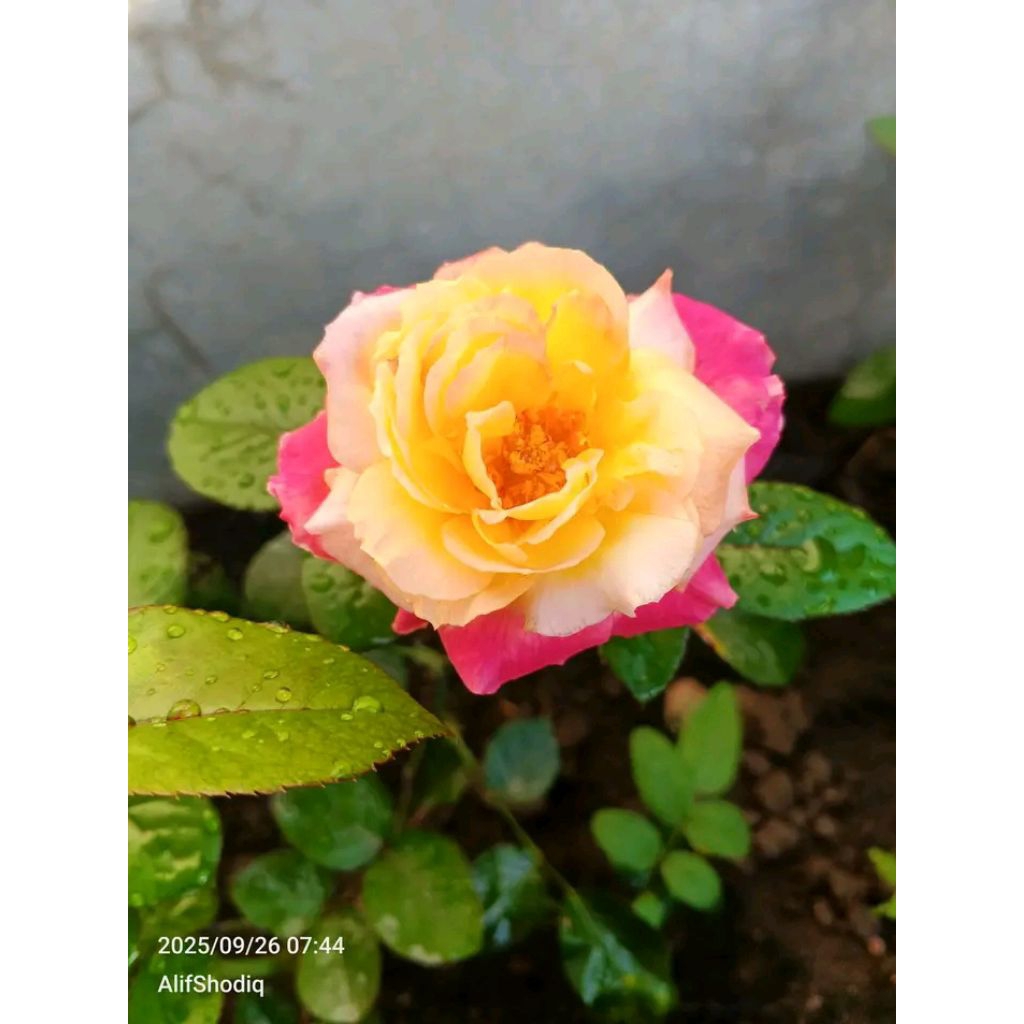 MAWAR SUMMER OF LOVE, Tanaman Hias MAWAR import Summer of love