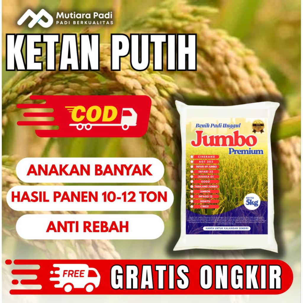 BIBIT PADI BENIH PADI  UNGGUL BERKUALITAS KETAN PUTIH KEMASAN 1KG