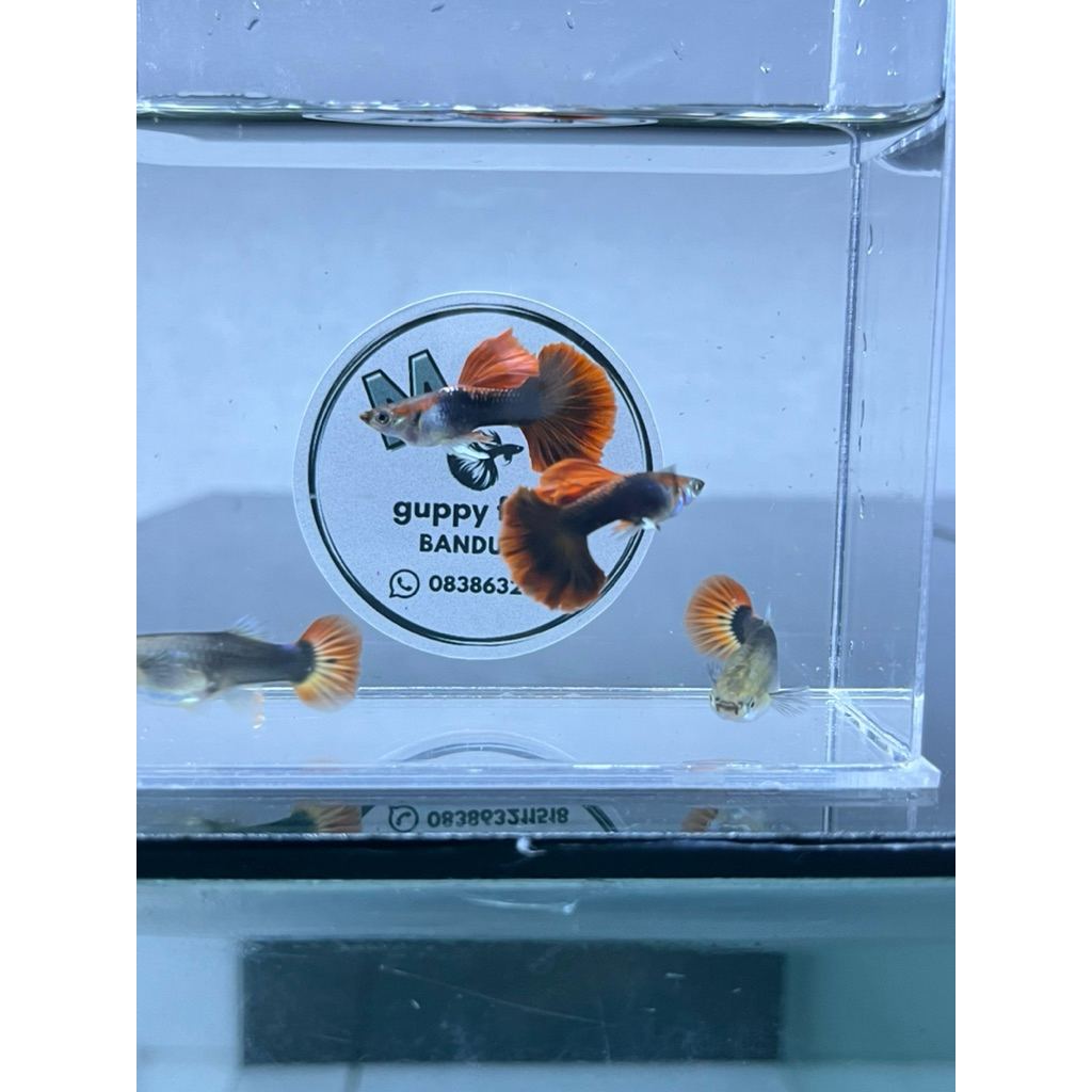 hiasan aquarium HB red rose