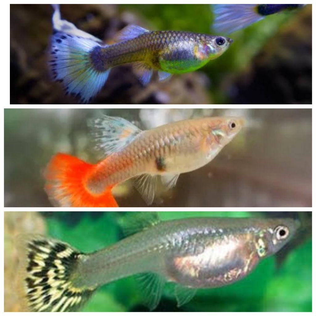 guppy betina