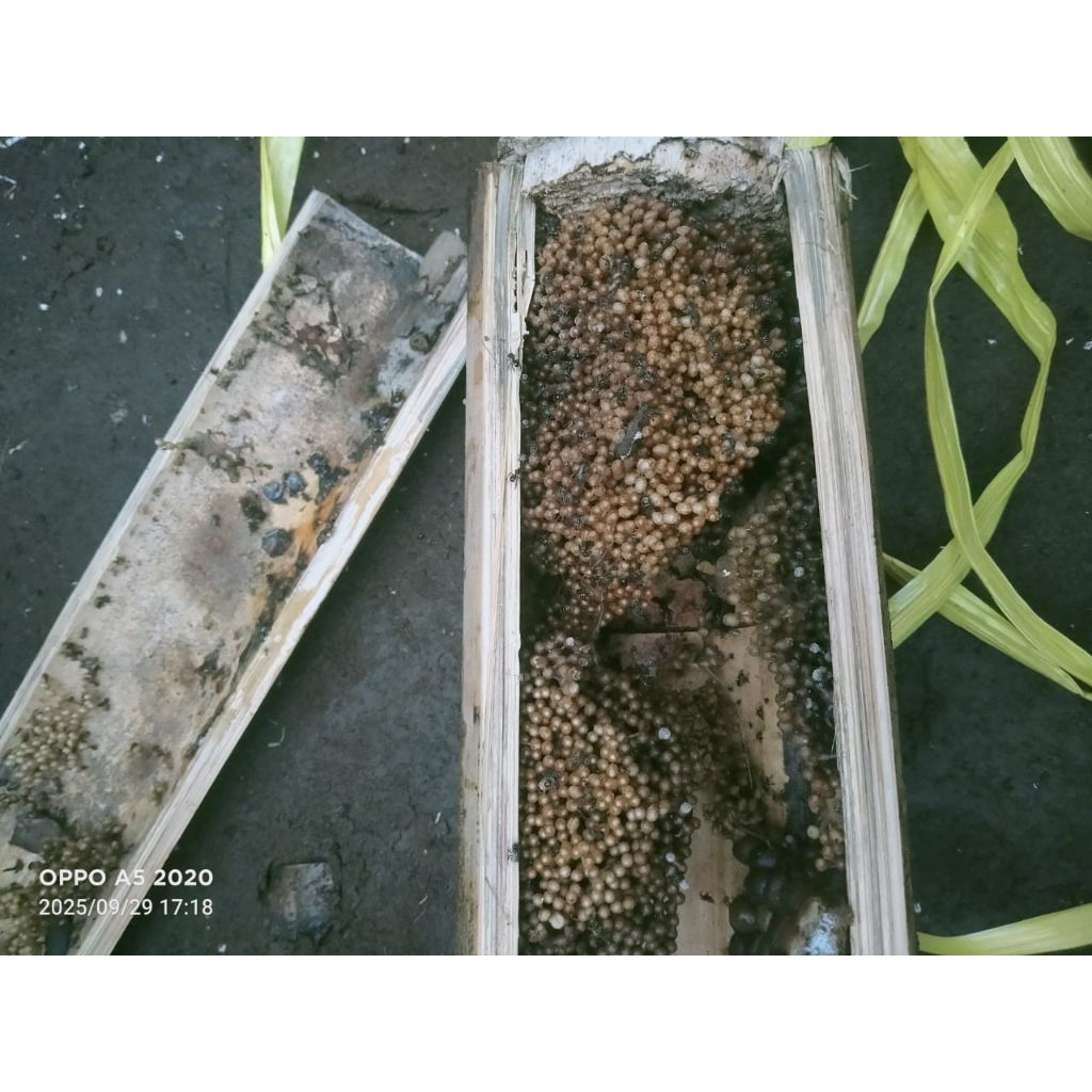 klanceng lebah leavicep