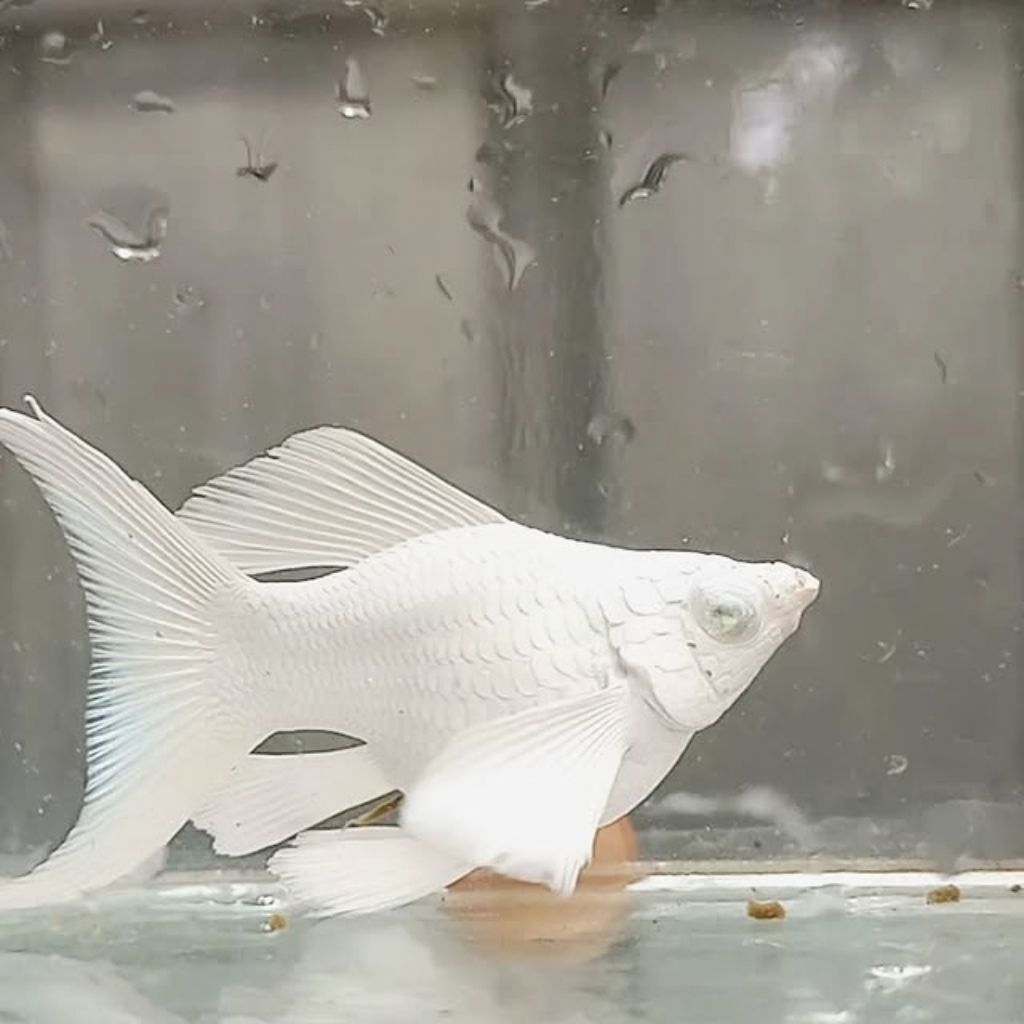 Hiasan Aquarium Molly Platinum Blue Eyes/ Cristal