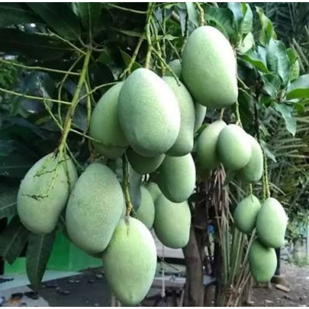 Mangga manalagi / mangga madu muda 1kg