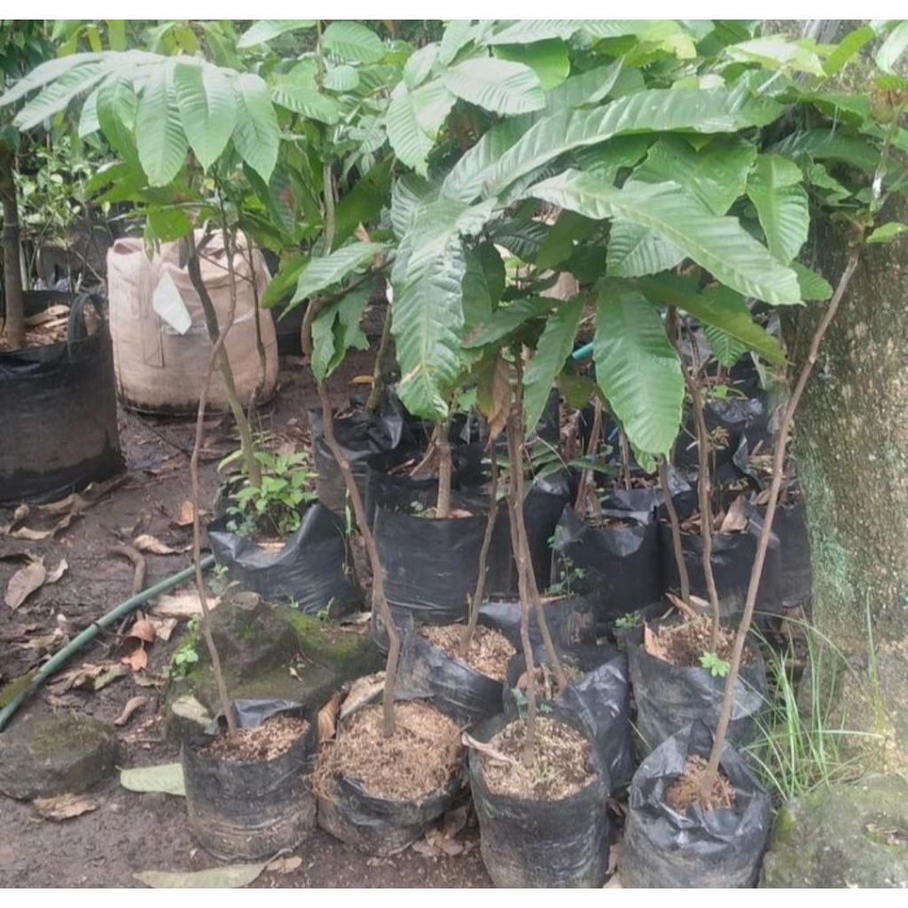 bibit pohon buah matoa 1 meter 50 cm