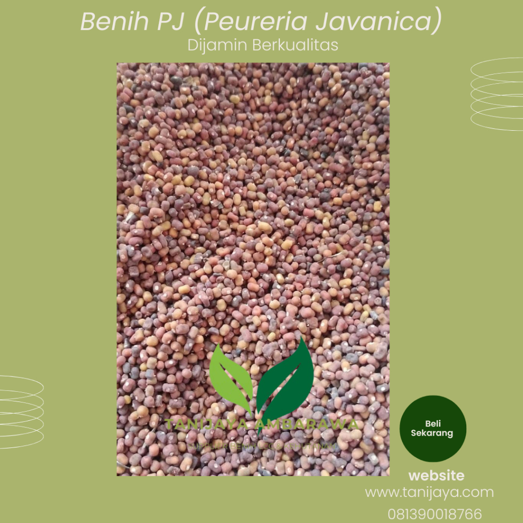 Sampel benih LCC puerarea javanica (PJ) 1kg