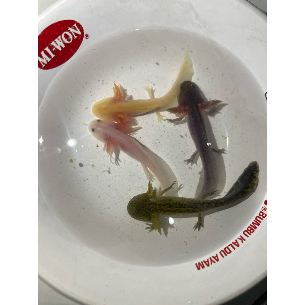 Axolotl salamander 7-8cm -+ hiasan Aquarium unik