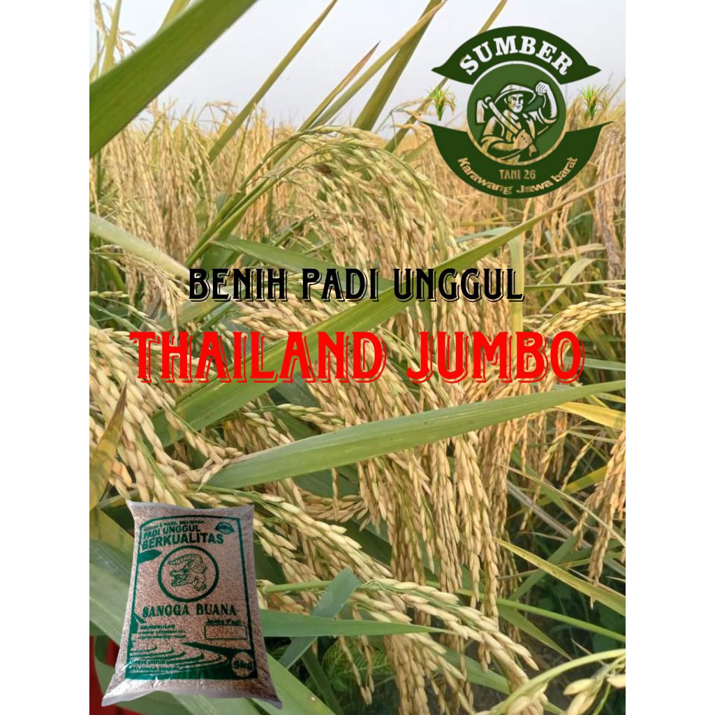 BENIH PADI UNGGUL THAILAND JUMBO 1KG