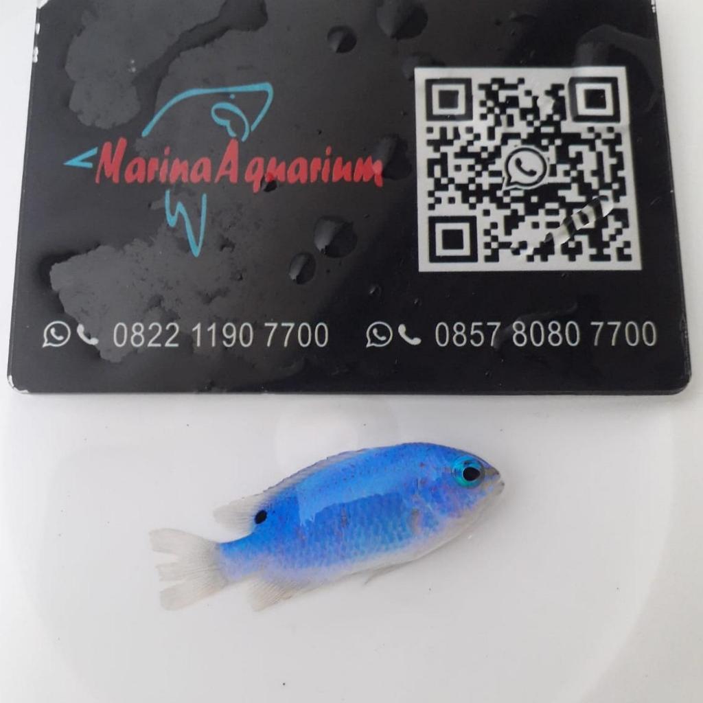 Ikan Hias Laut Blue Devil