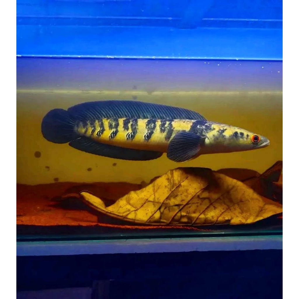 maru Ys(yellow Sentarum)mata merah